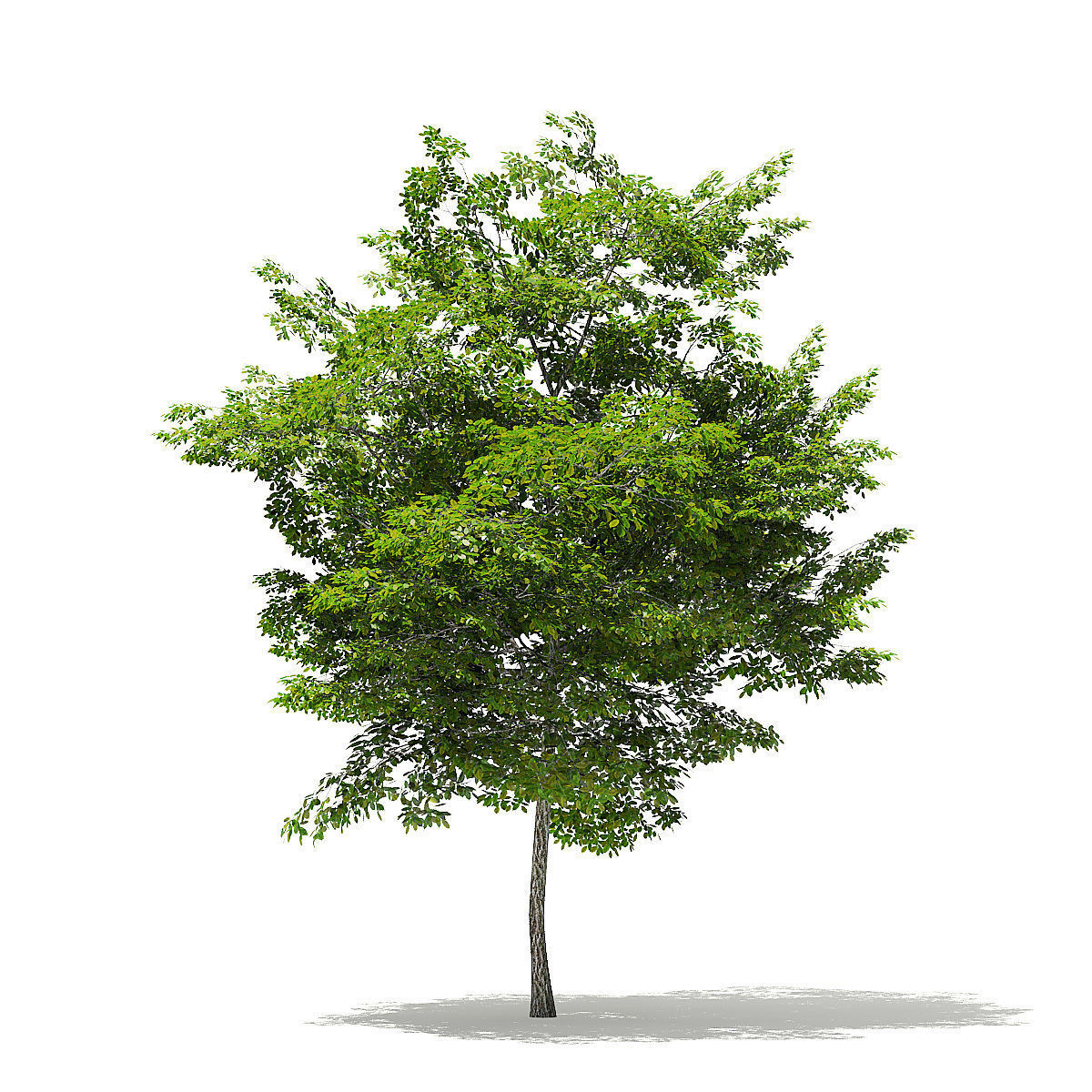 Scotch Elm 3D Model 7m 3D model_5