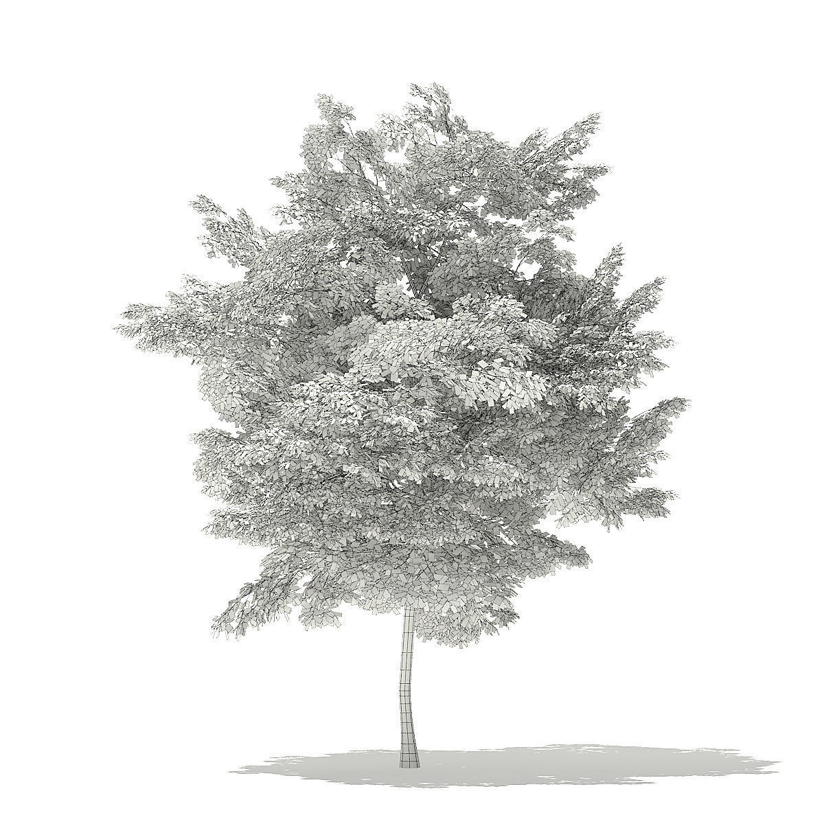 Scotch Elm 3D Model 7m 3D model_4