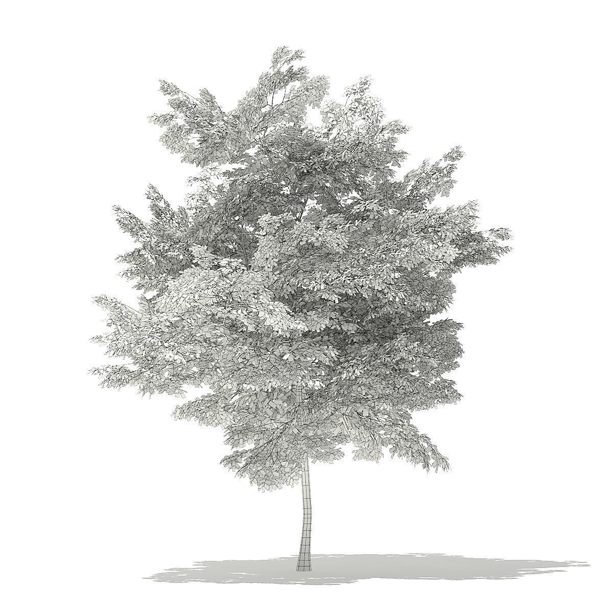 Scotch Elm 3D Model 7m 3D model_1