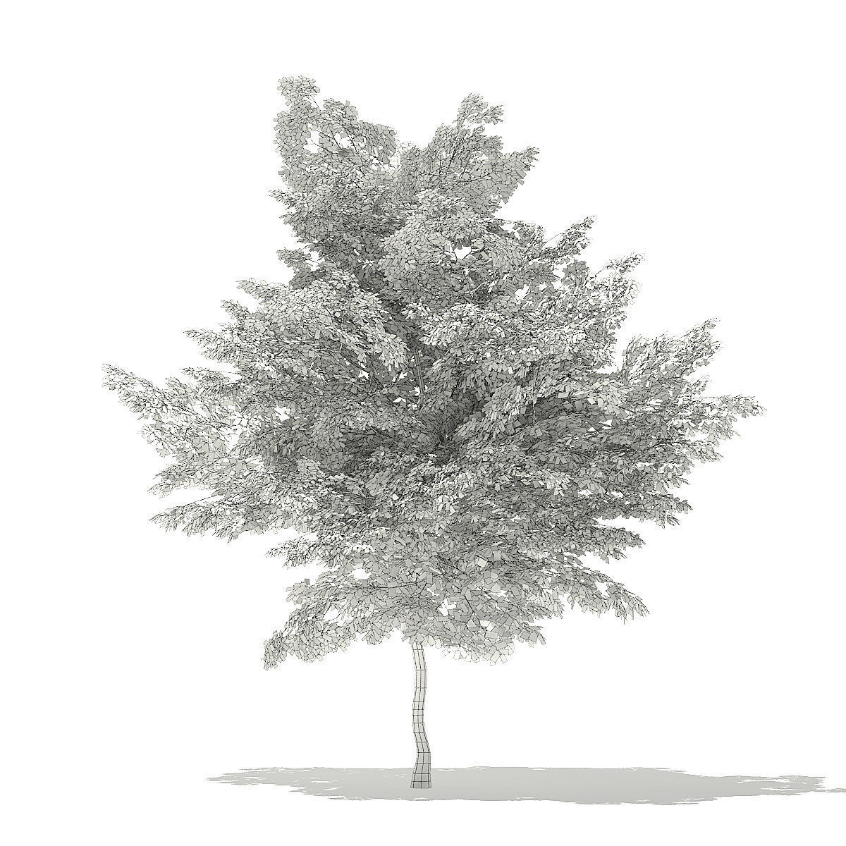 Scotch Elm 3D Model 7m 3D model_3