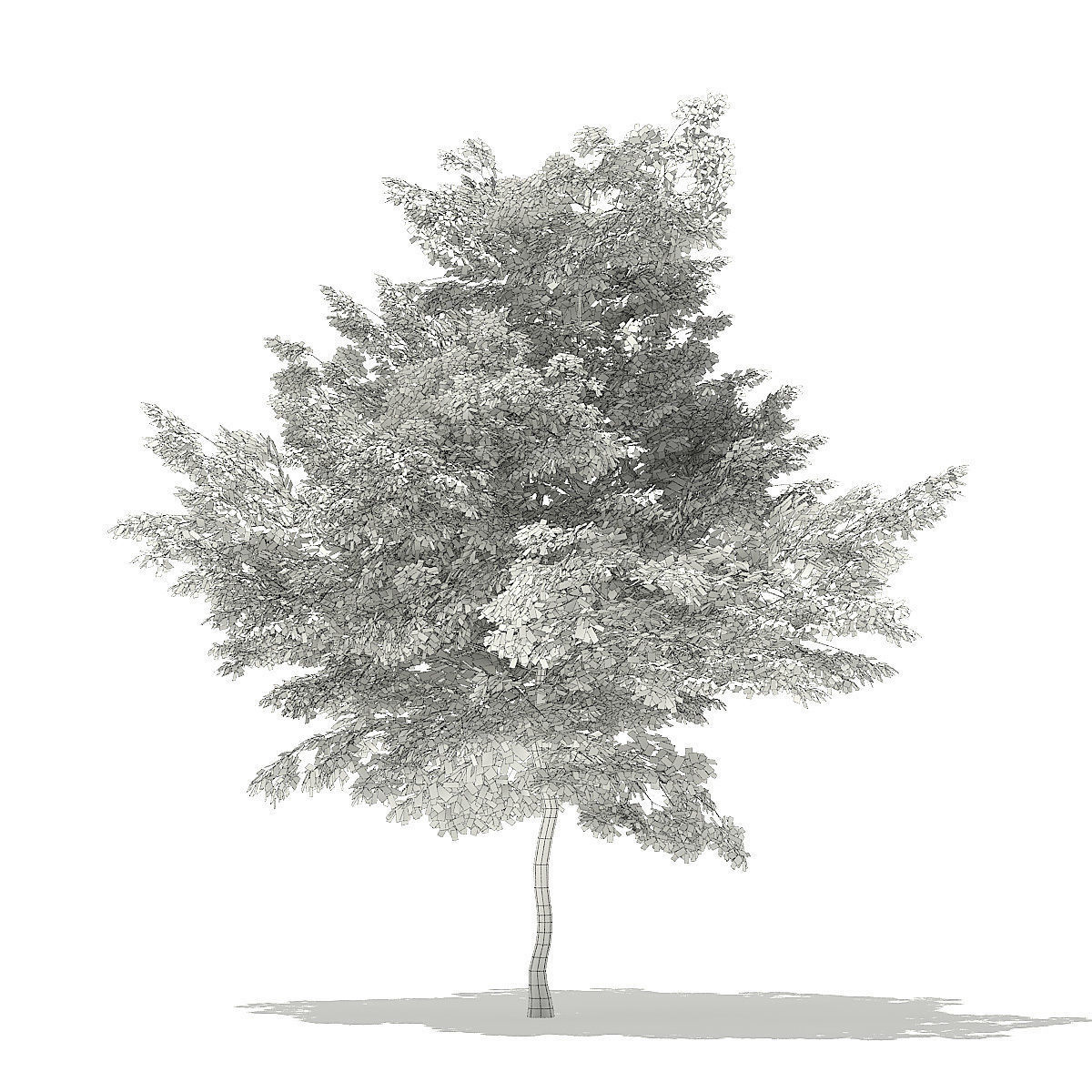 Scotch Elm 3D Model 7m 3D model_7