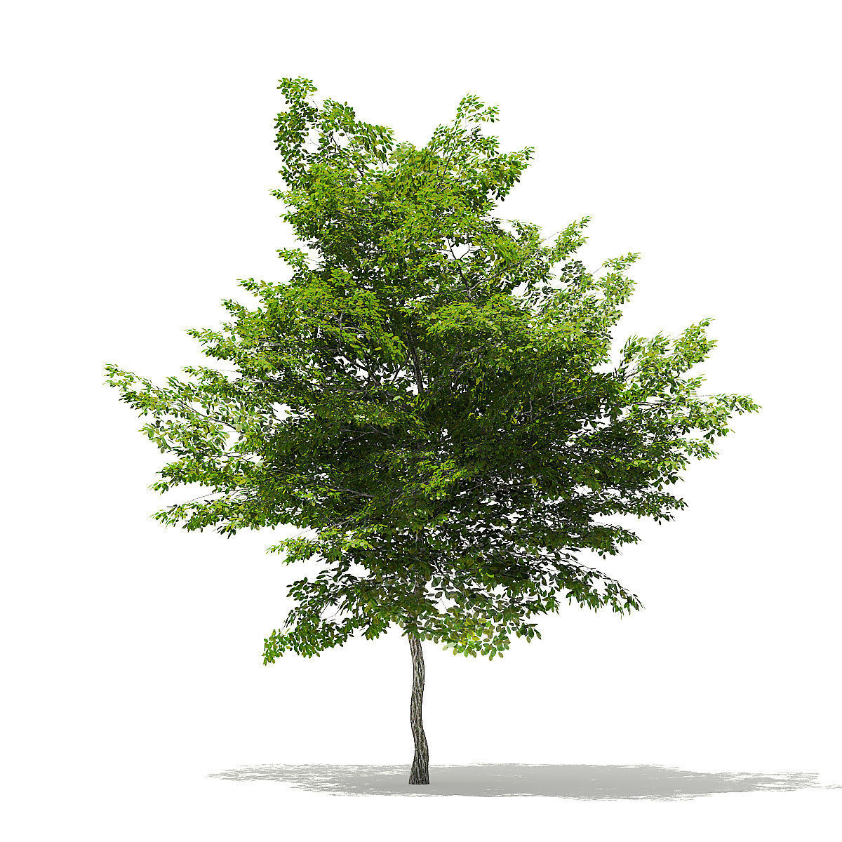 Scotch Elm 3D Model 7m 3D model_2
