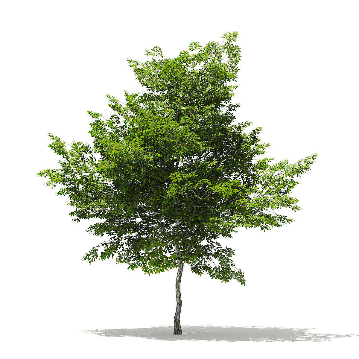 Scotch Elm 3D Model 7m 3D model_6
