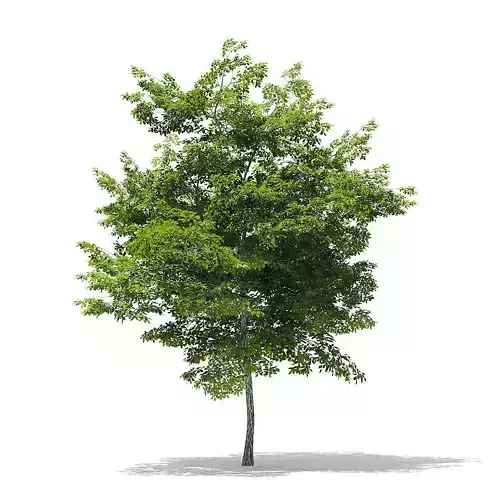 Scotch Elm 3D Model 7m 3D model