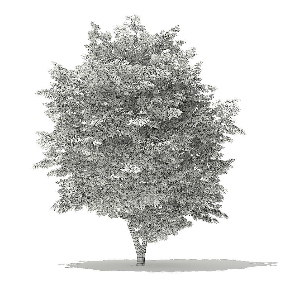 Scotch Elm 3D Model 9m 3D model_5