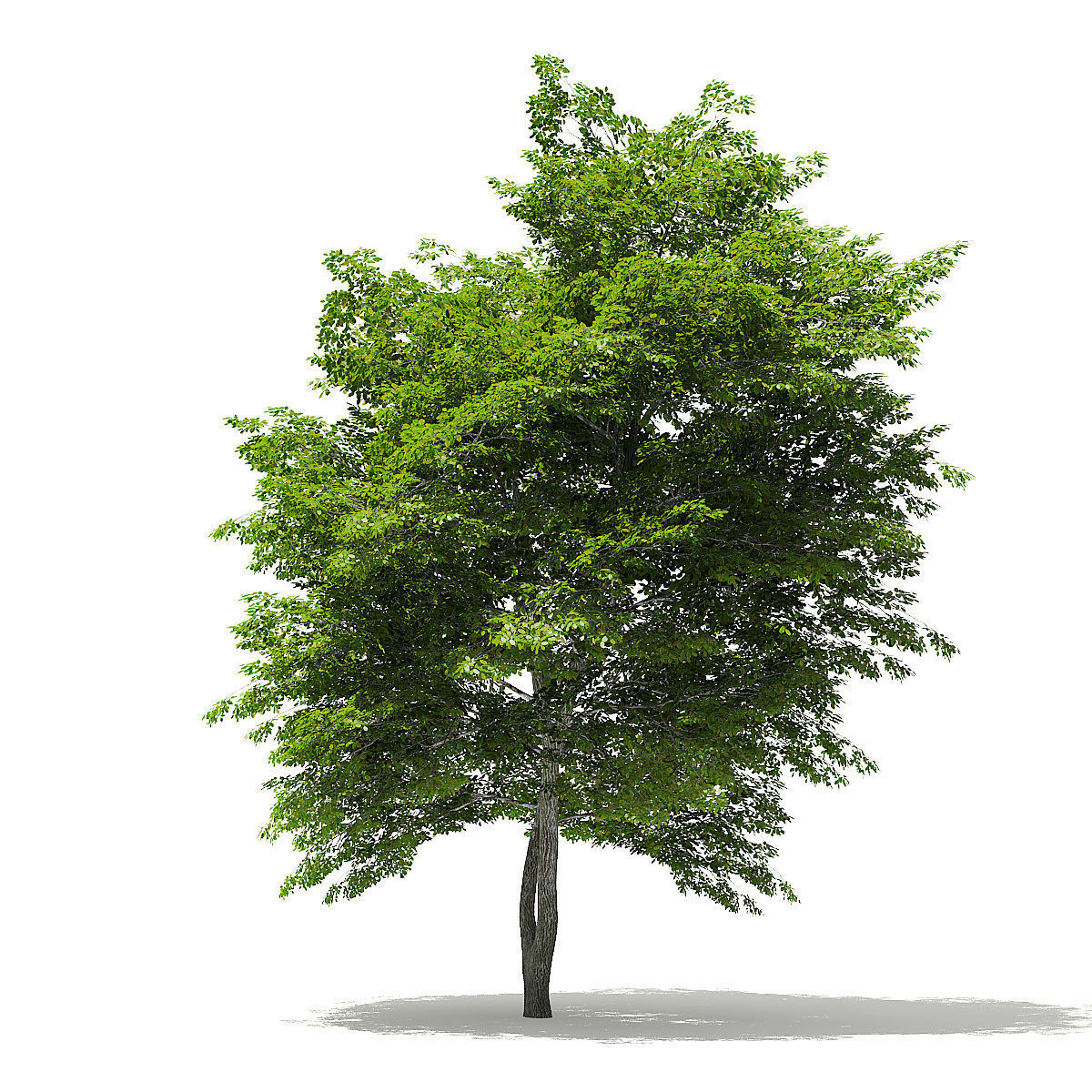 Scotch Elm 3D Model 9m 3D model_2