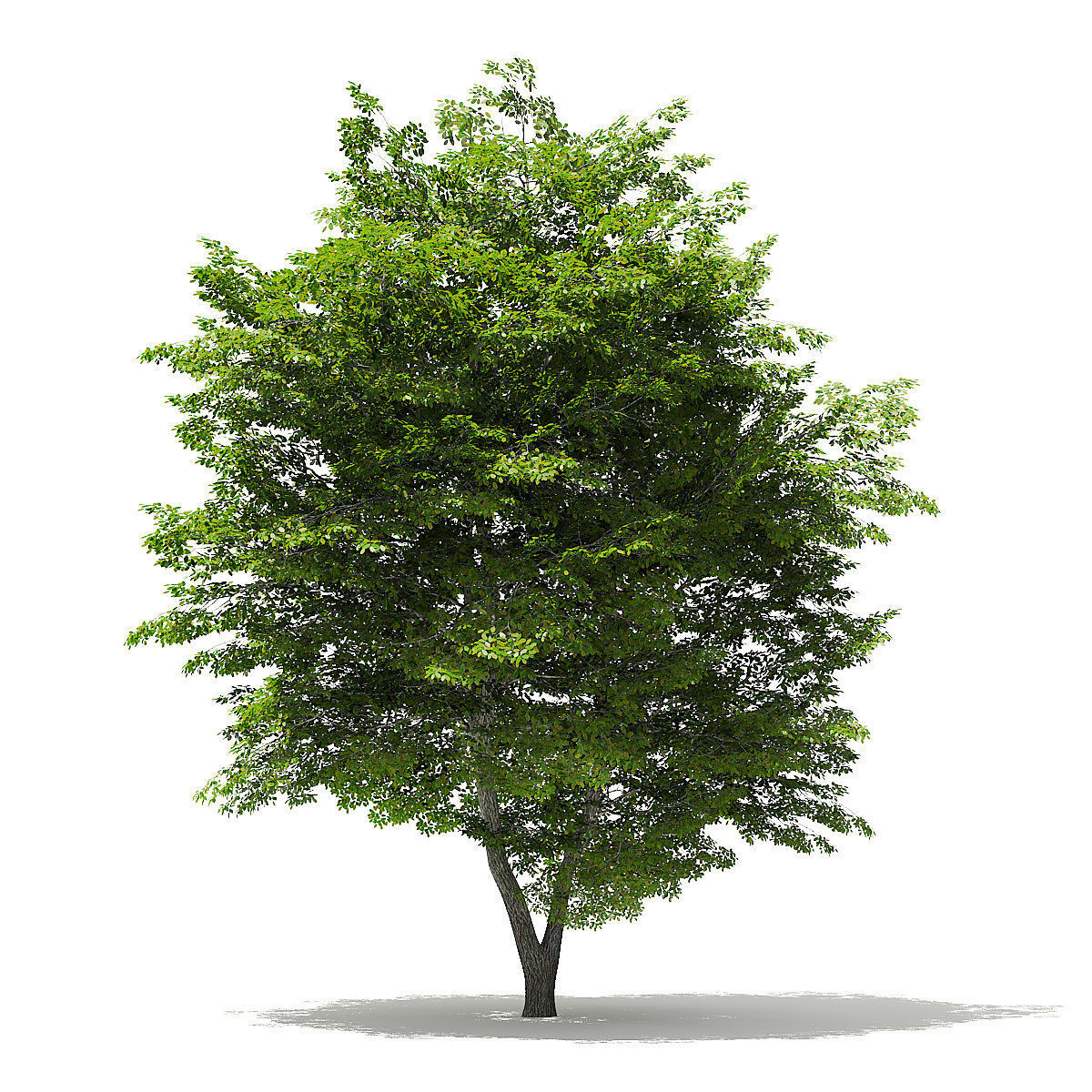 Scotch Elm 3D Model 9m 3D model_4
