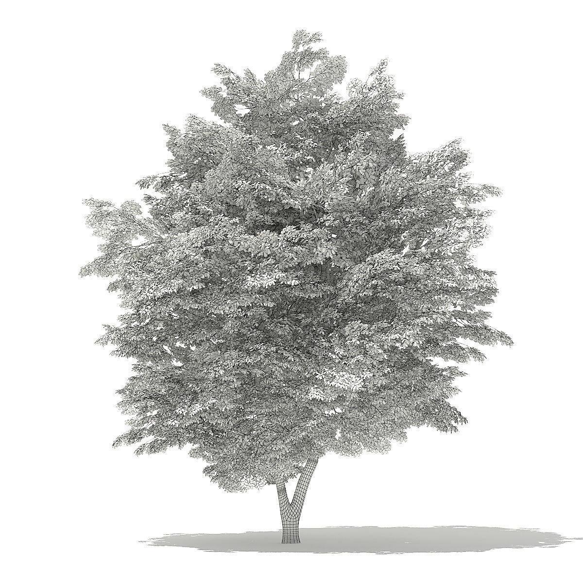 Scotch Elm 3D Model 9m 3D model_1
