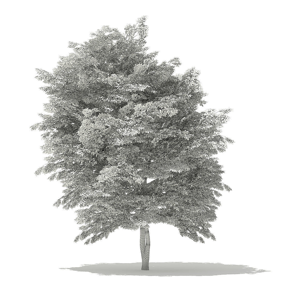 Scotch Elm 3D Model 9m 3D model_7