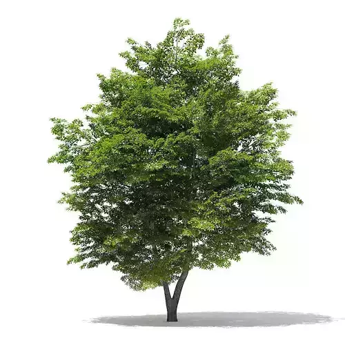 Scotch Elm 3D Model 9m 3D model