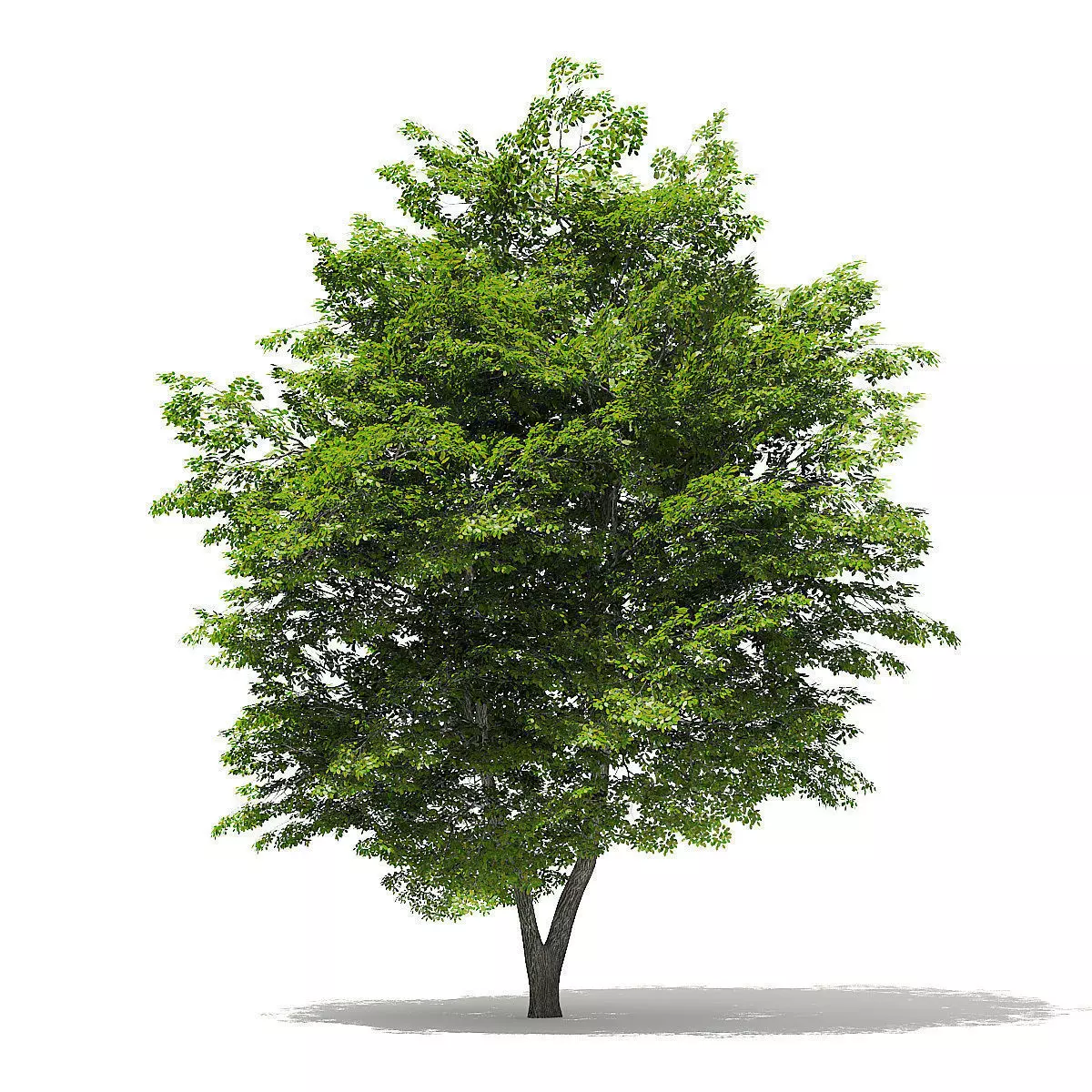 Scotch Elm 3D Model 9m 3D model_0