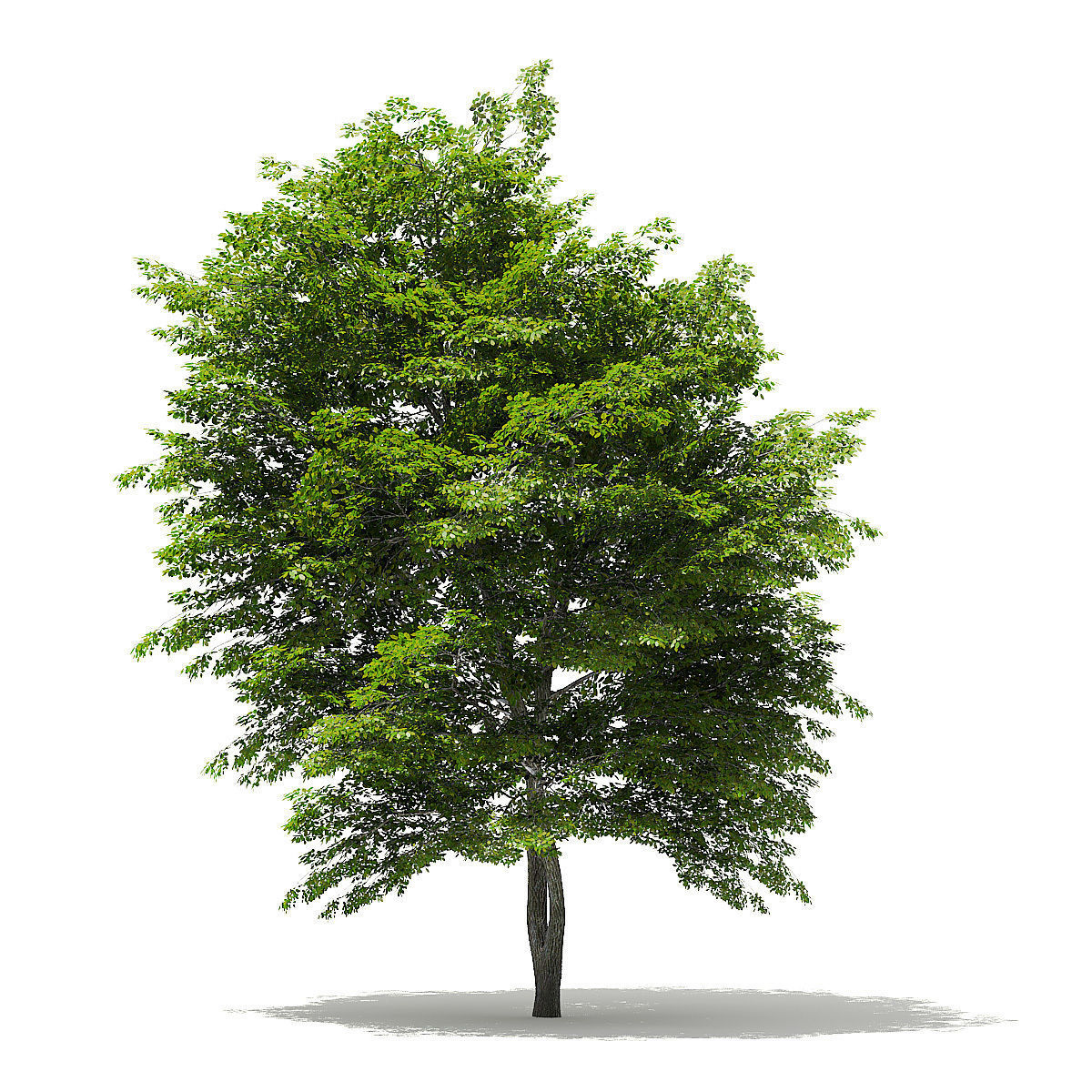 Scotch Elm 3D Model 9m 3D model_6