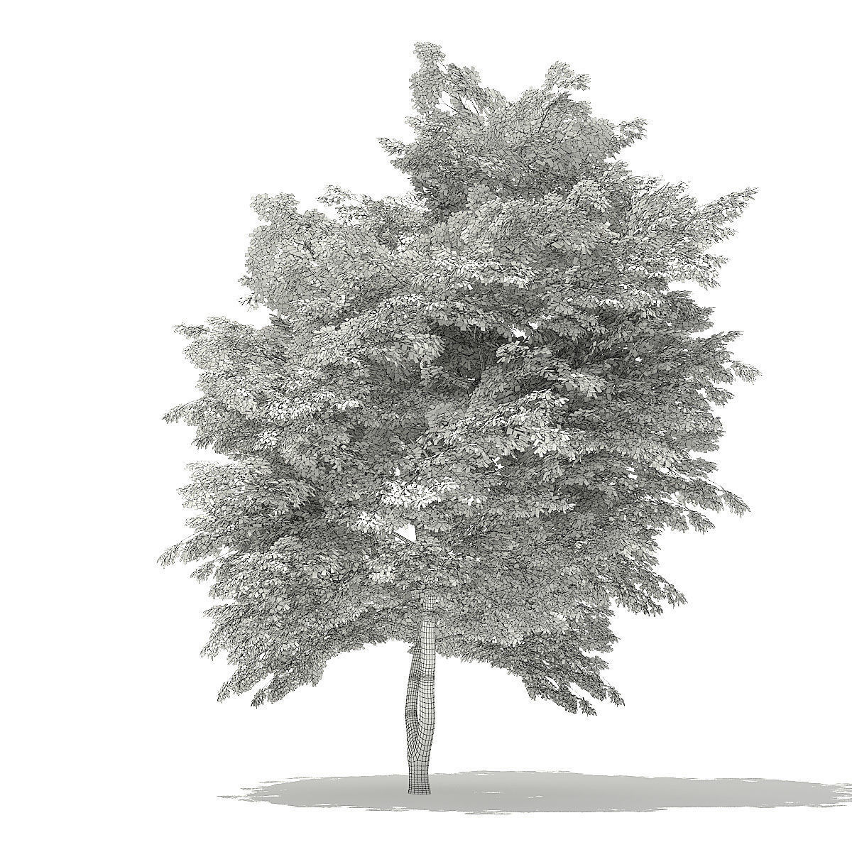 Scotch Elm 3D Model 9m 3D model_3