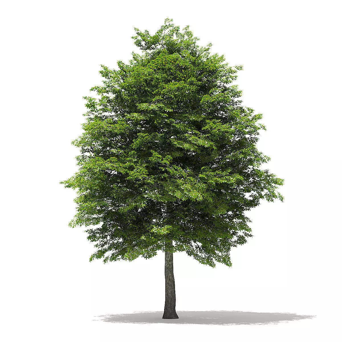 Scotch Elm 3D Model 12m 3D model