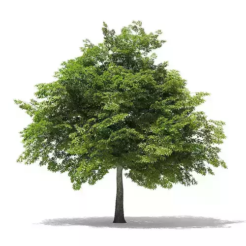 Scotch Elm 3D Model 7m