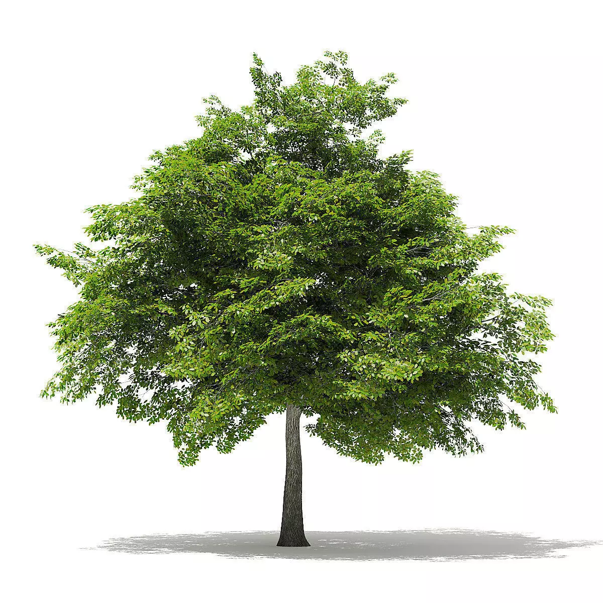 Scotch Elm 3D Model 7m 3D model