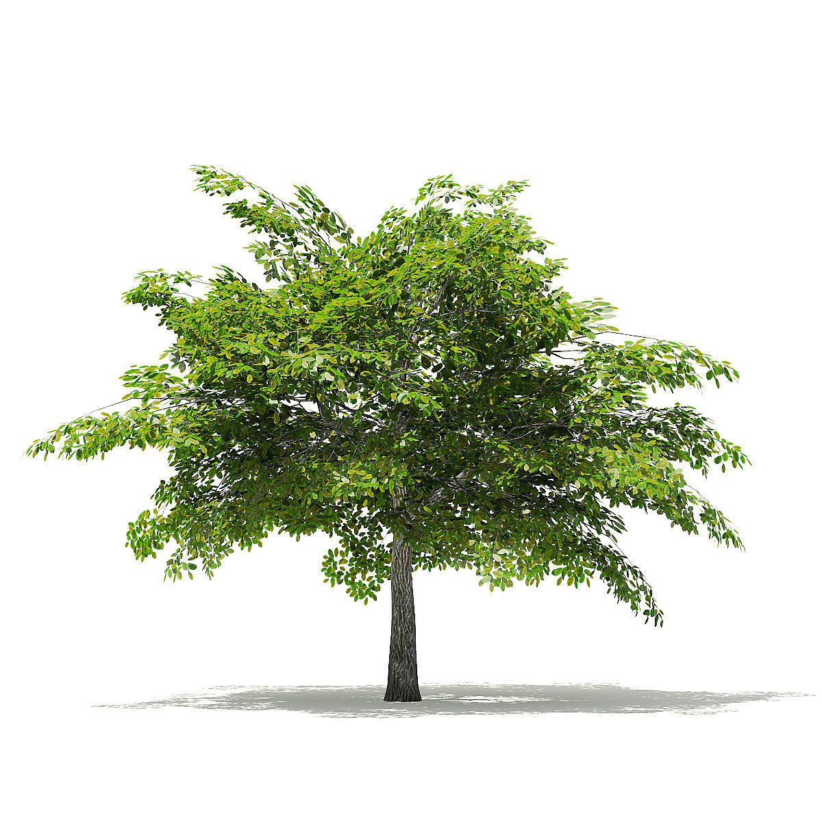 Scotch Elm 3D Model 4m 3D model_6