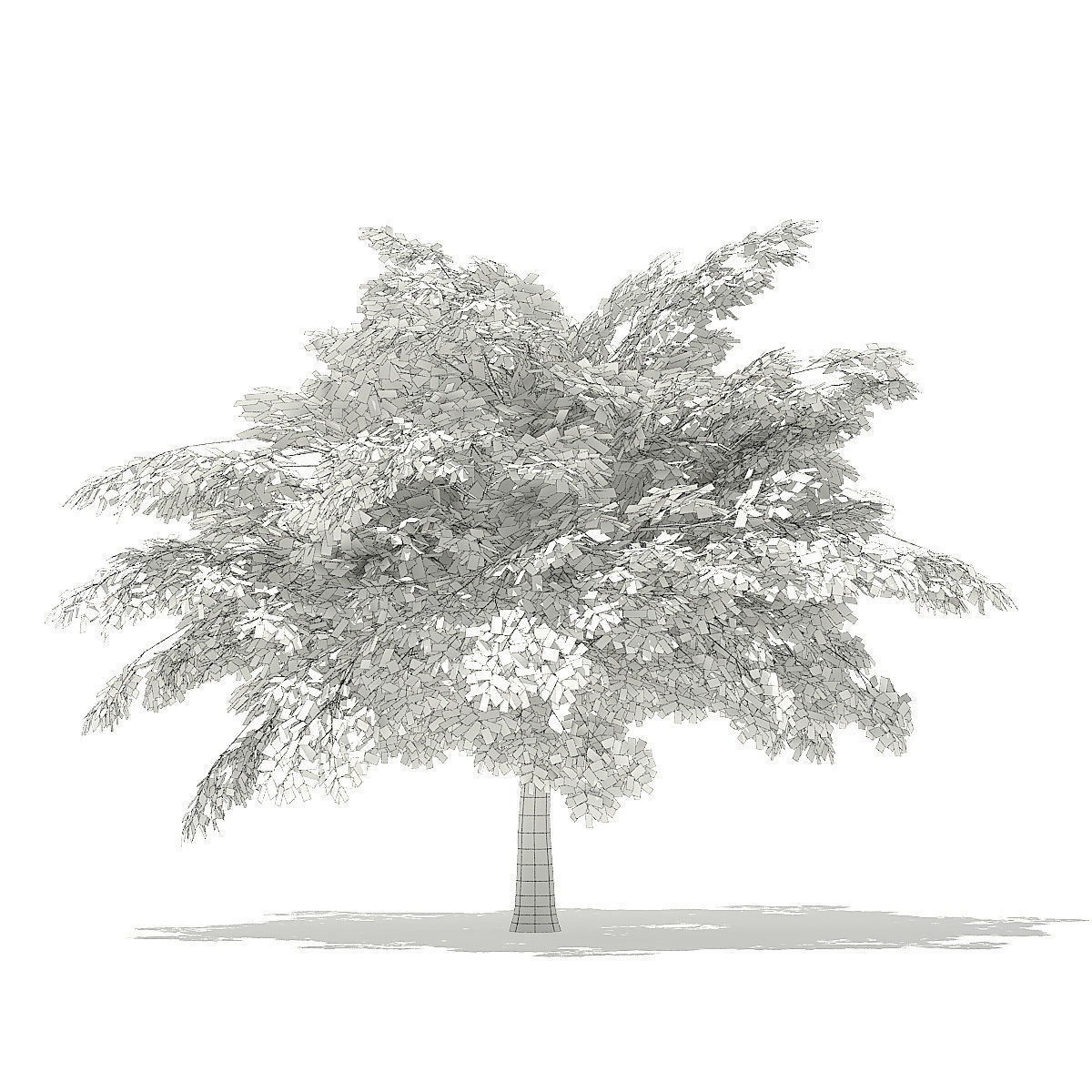Scotch Elm 3D Model 4m 3D model_3