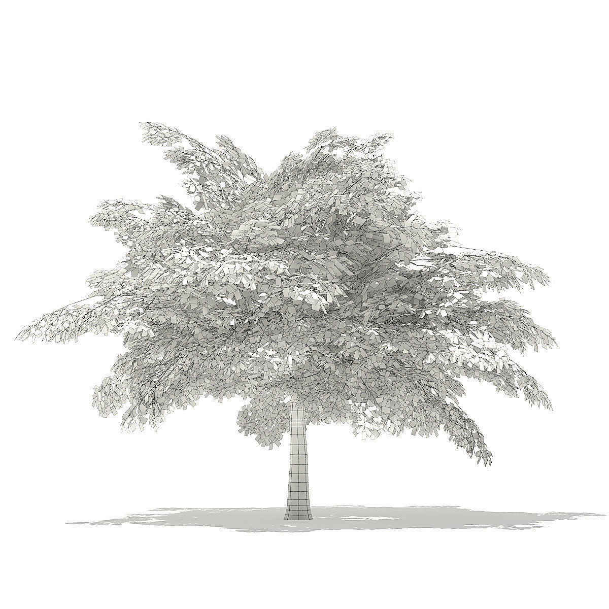 Scotch Elm 3D Model 4m 3D model_7