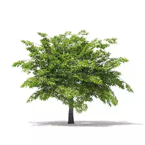 Scotch Elm 3D Model 4m 3D model