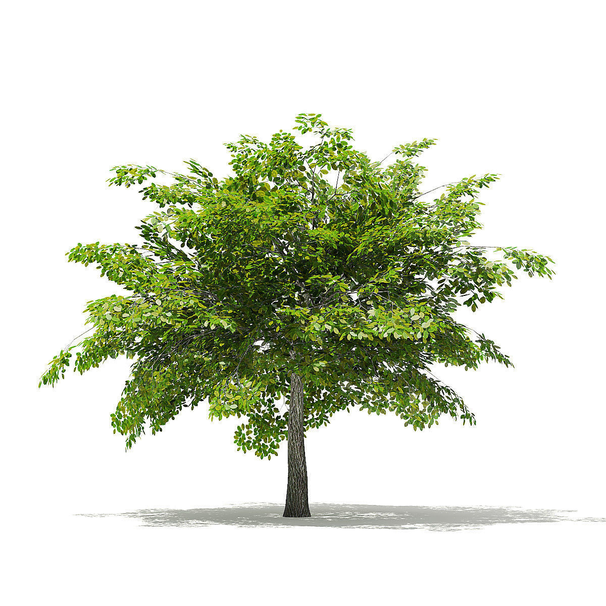 Scotch Elm 3D Model 4m 3D model_4