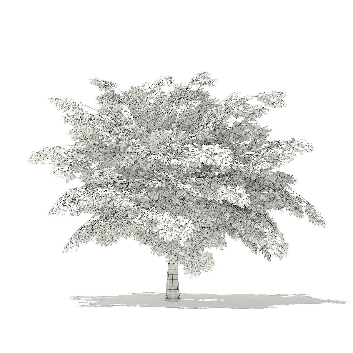 Scotch Elm 3D Model 4m 3D model_1