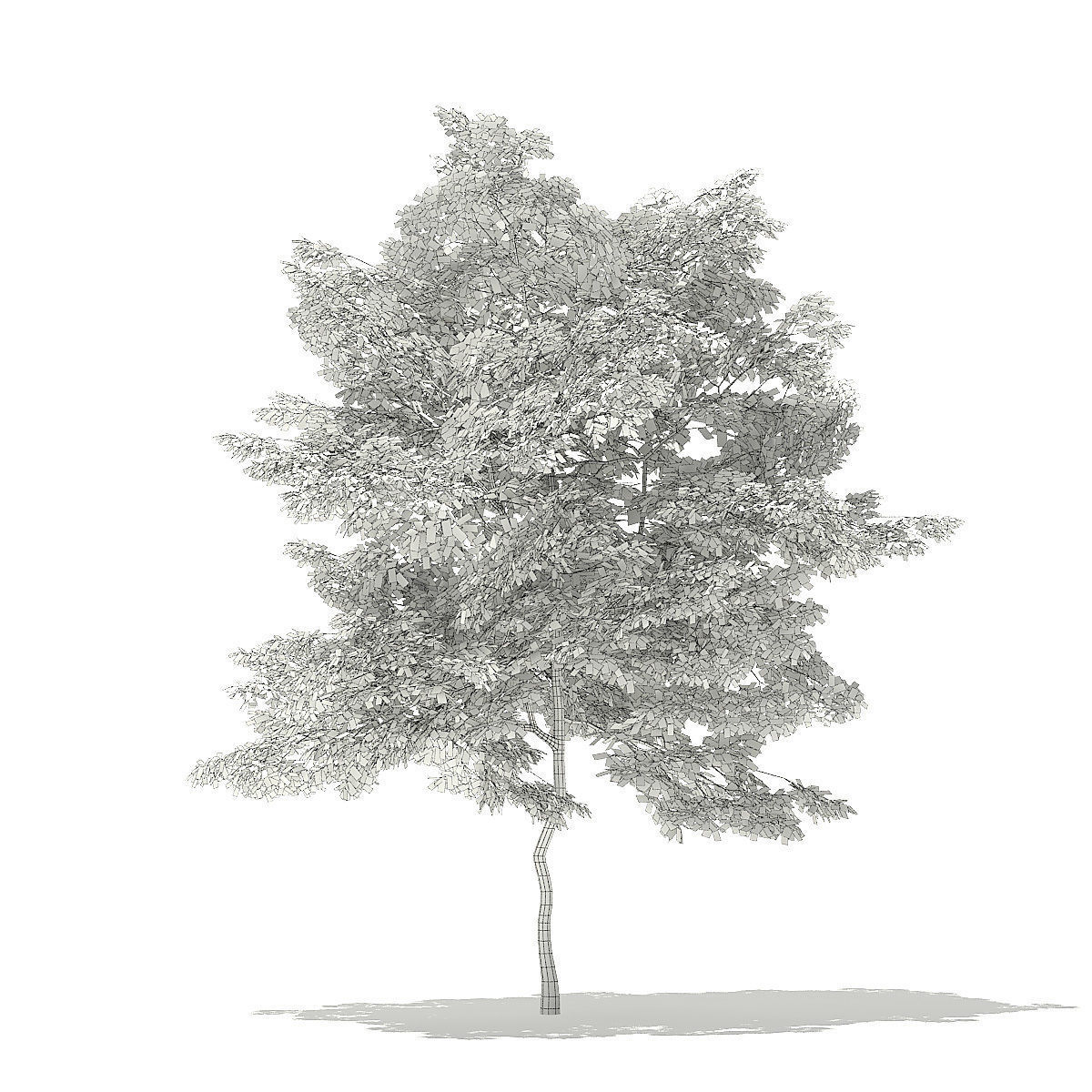 American Hornbeam 3D Model 5m 3D model_5