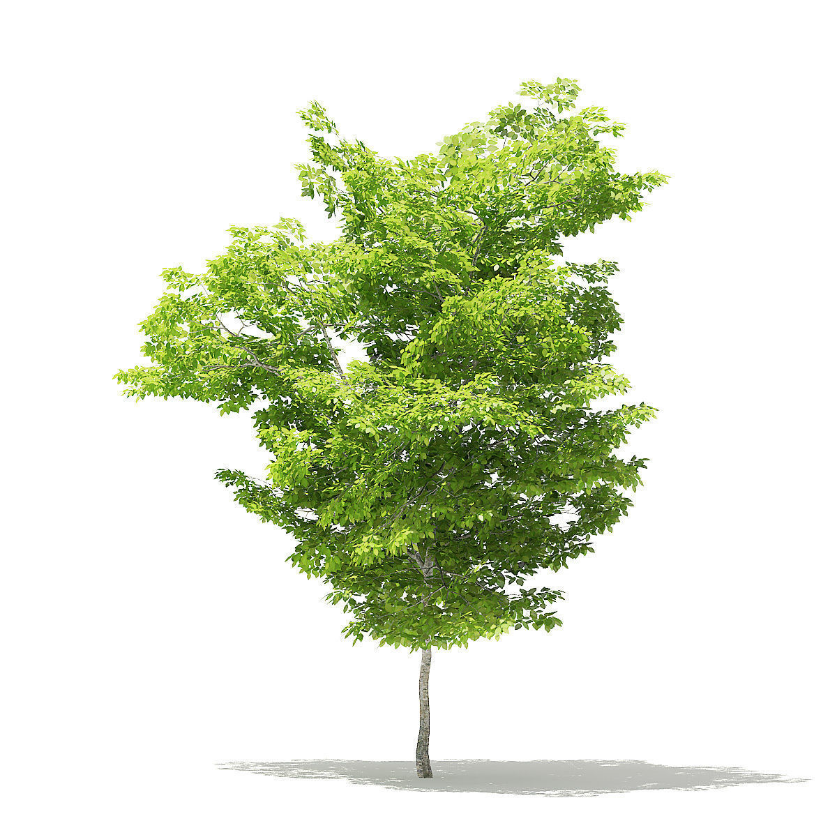 American Hornbeam 3D Model 5m 3D model_6
