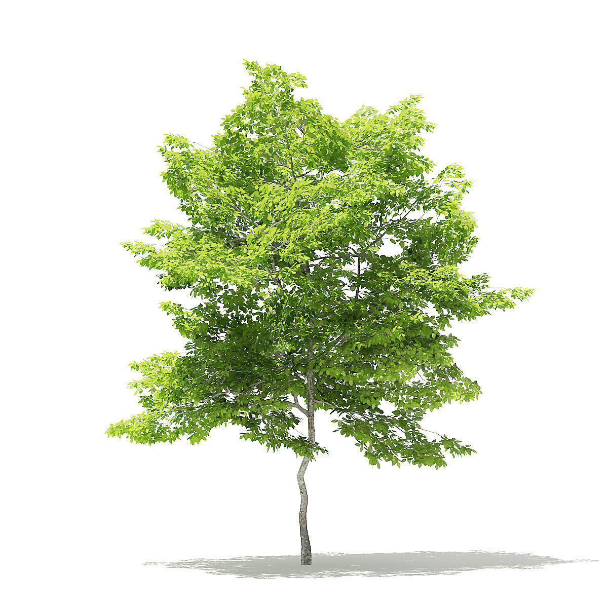 American Hornbeam 3D Model 5m 3D model_4