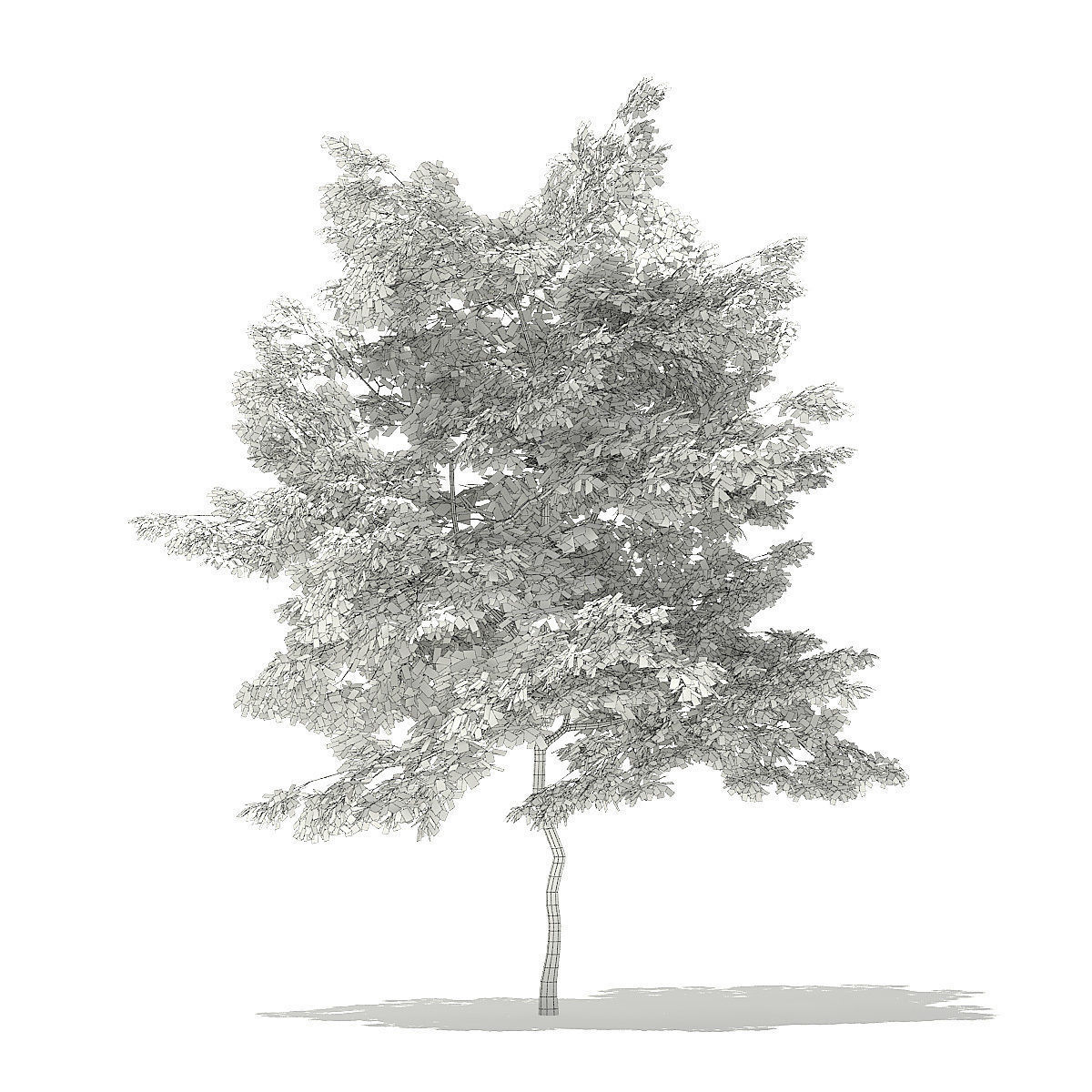 American Hornbeam 3D Model 5m 3D model_1