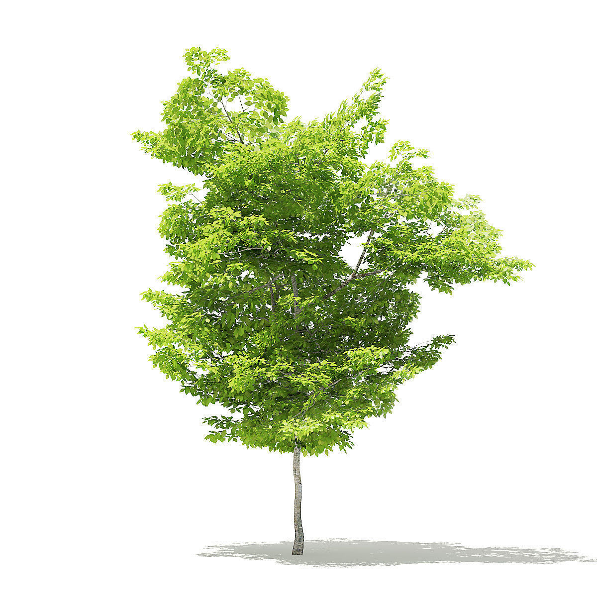 American Hornbeam 3D Model 5m 3D model_2