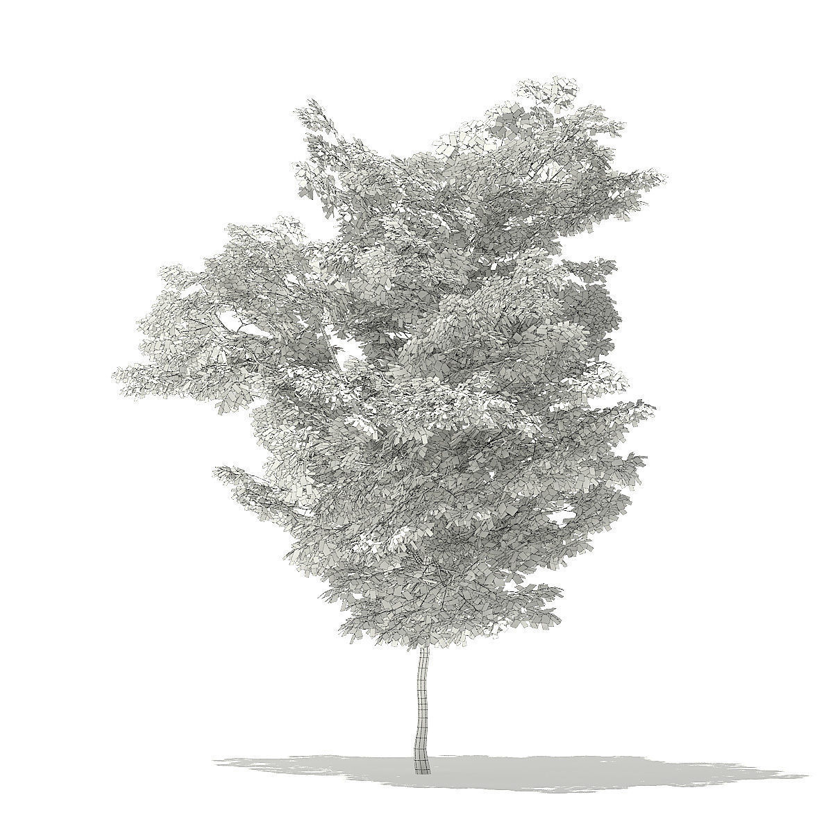 American Hornbeam 3D Model 5m 3D model_7