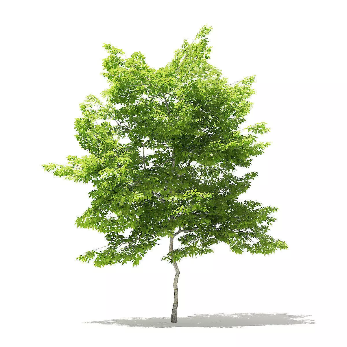 American Hornbeam 3D Model 5m 3D model_0