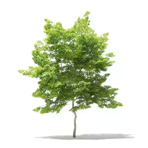 American Hornbeam 3D Model 5m
