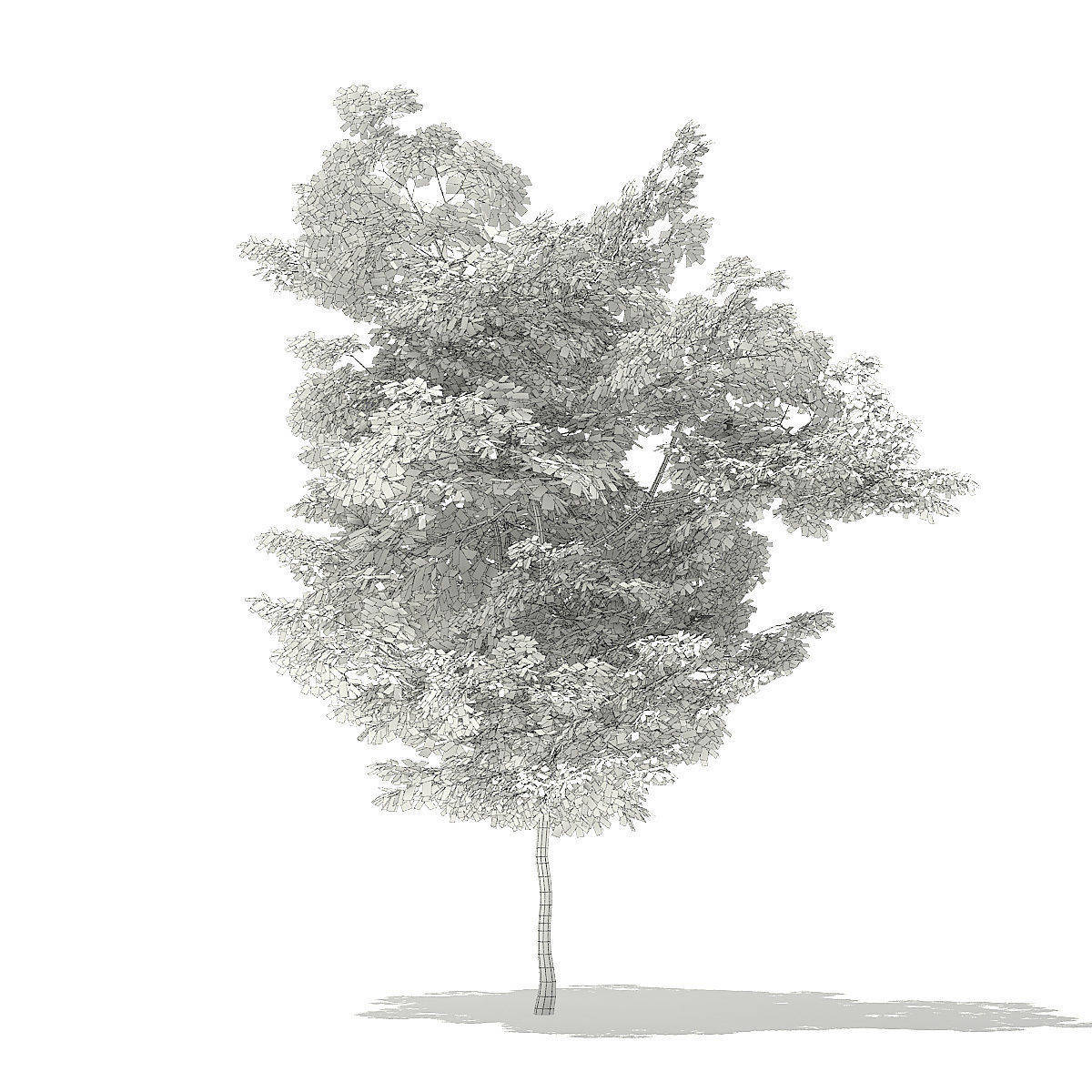 American Hornbeam 3D Model 5m 3D model_3