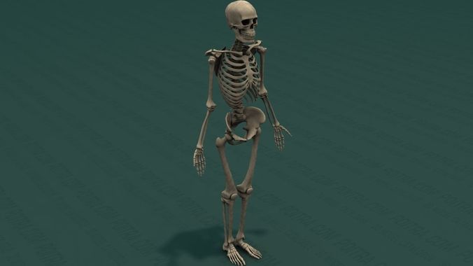 Human Skeleton - Adult Male - 6 ft tall - Complete 3D model