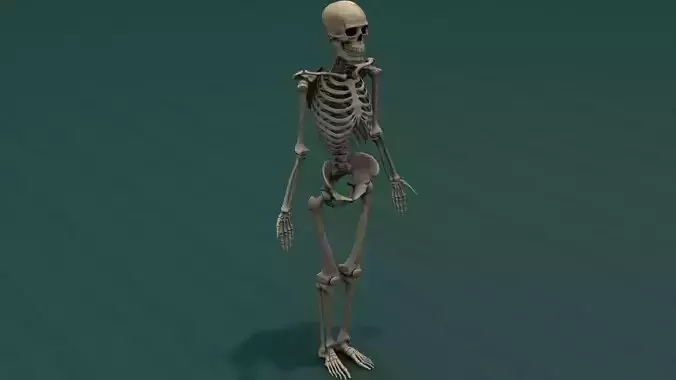 Human Skeleton - Adult Male - 6 ft tall - Complete 3D model