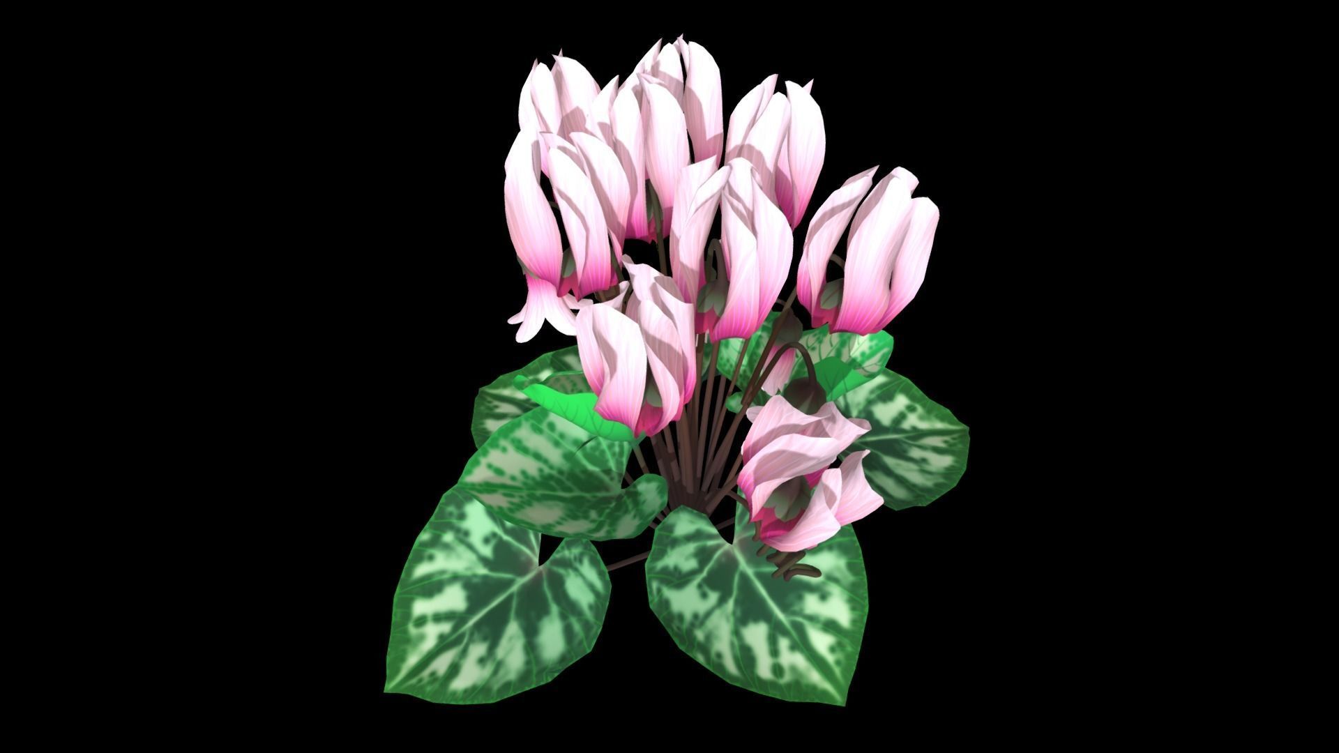 Flower Cyclacmen Low-poly 3D model_5