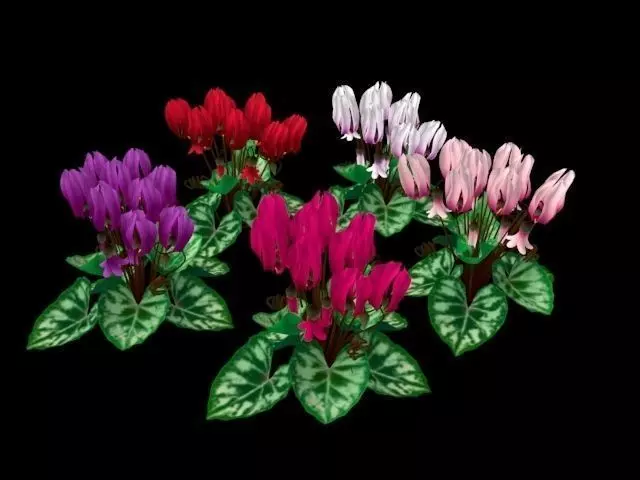 Flower Cyclacmen Low-poly 3D model_0