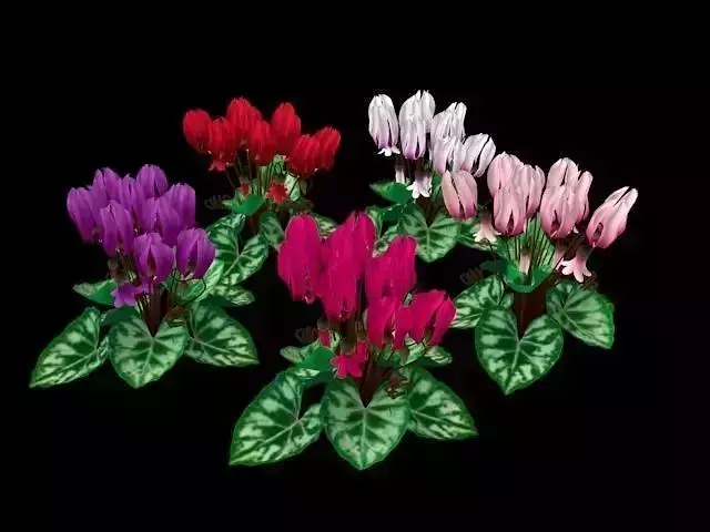 Flower Cyclacmen Low-poly 3D model