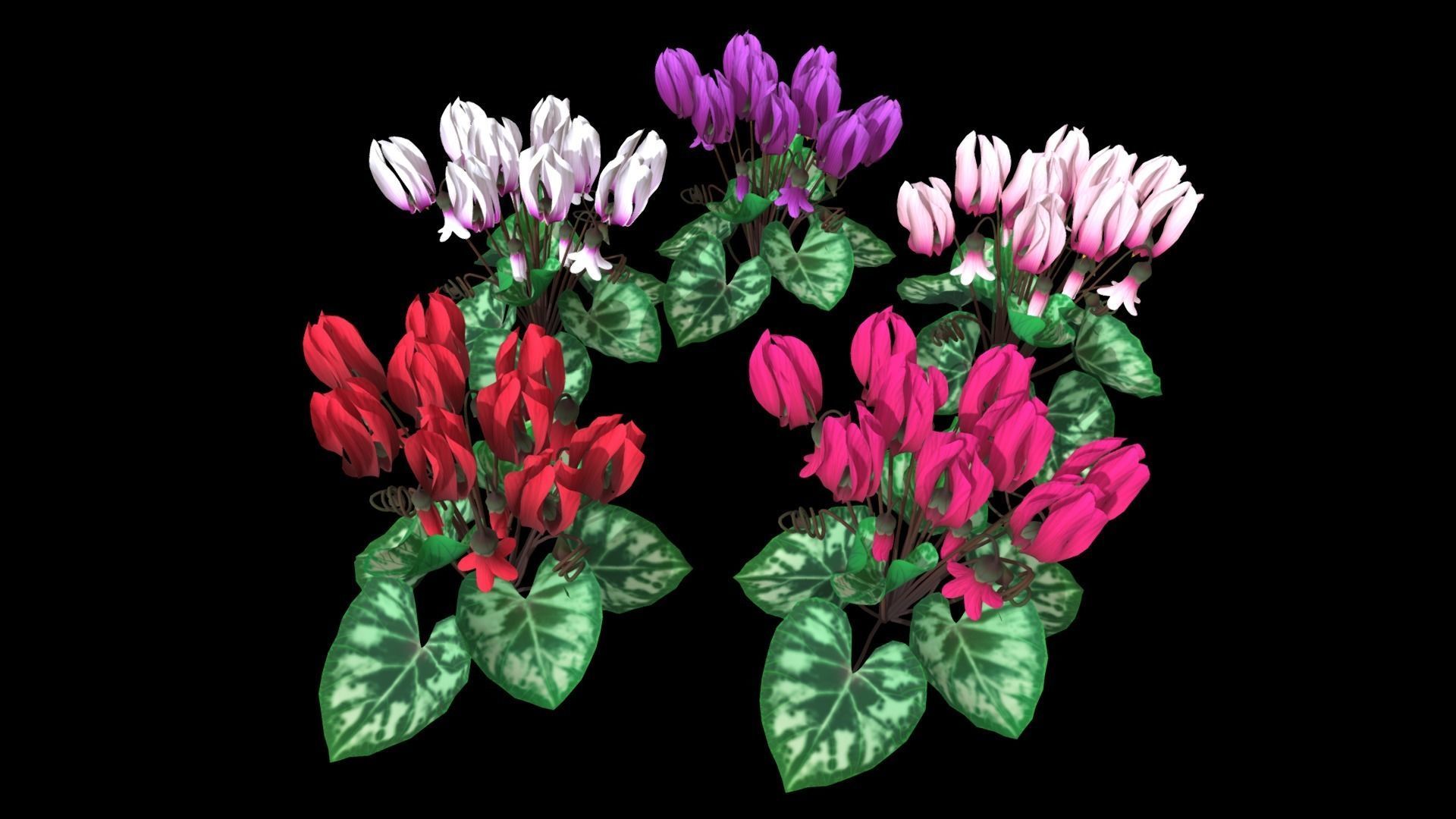 Flower Cyclacmen Low-poly 3D model_1