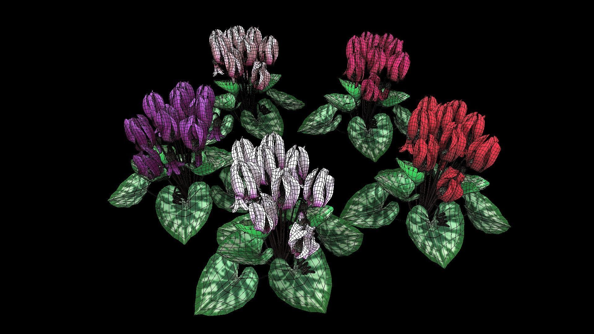 Flower Cyclacmen Low-poly 3D model_2