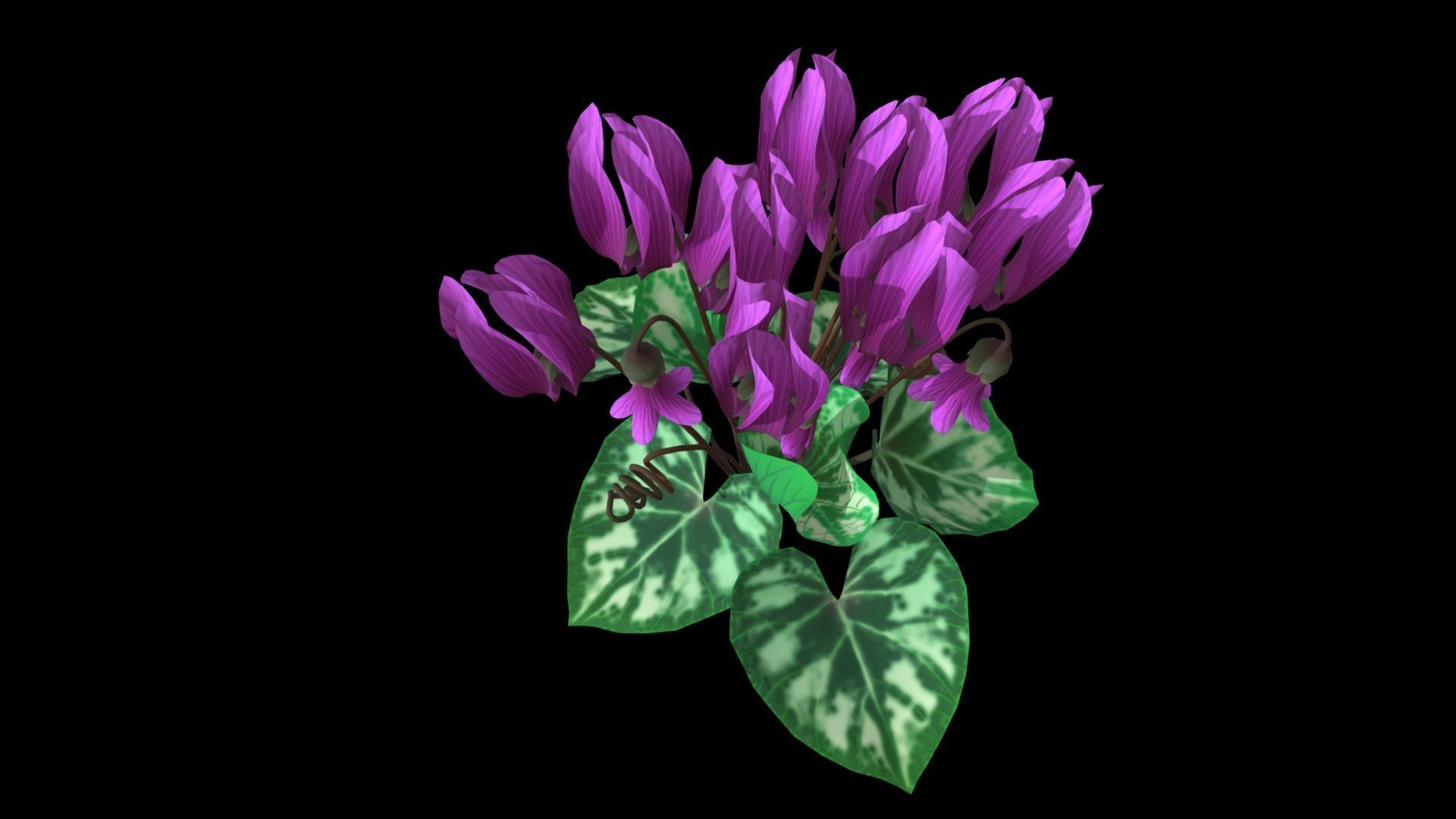 Flower Cyclacmen Low-poly 3D model_7