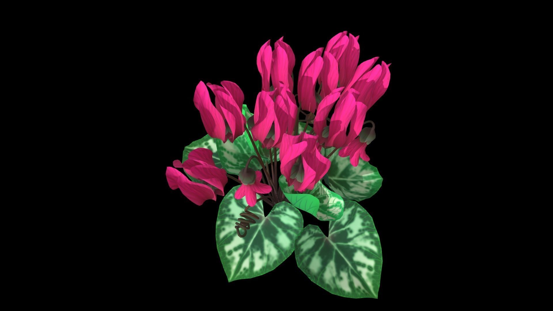 Flower Cyclacmen Low-poly 3D model_9
