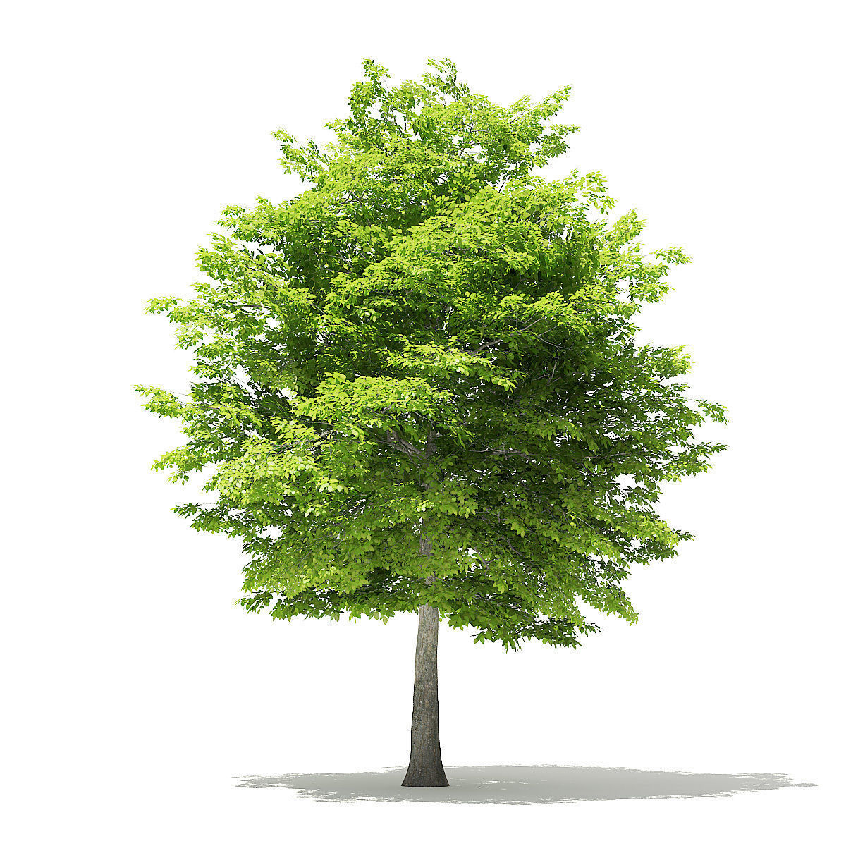 American Hornbeam 3D Model 8m 3D model_4