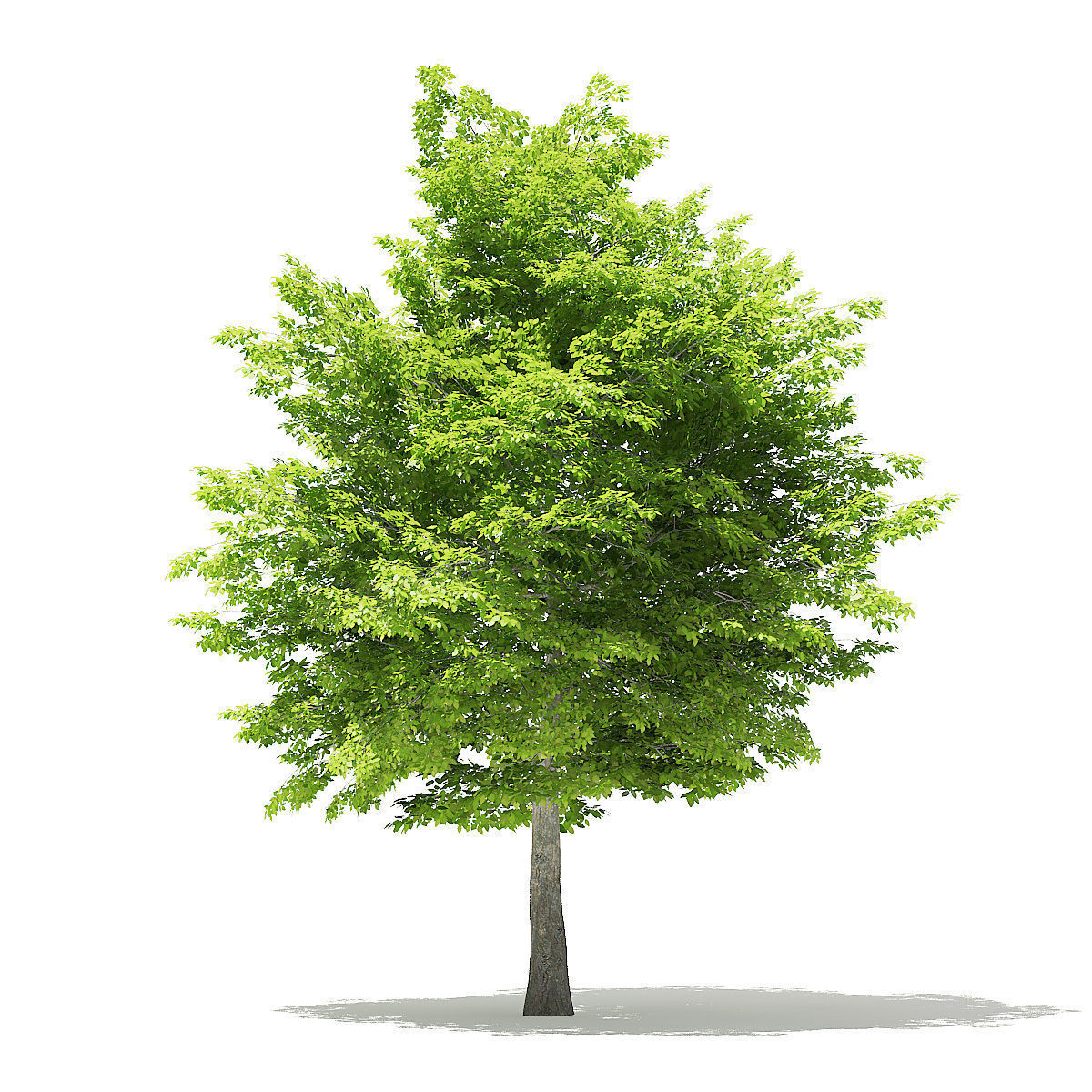 American Hornbeam 3D Model 8m 3D model_2