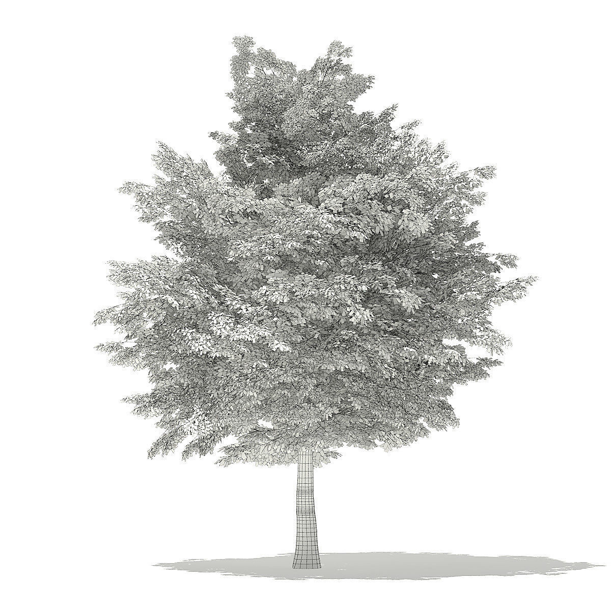 American Hornbeam 3D Model 8m 3D model_3