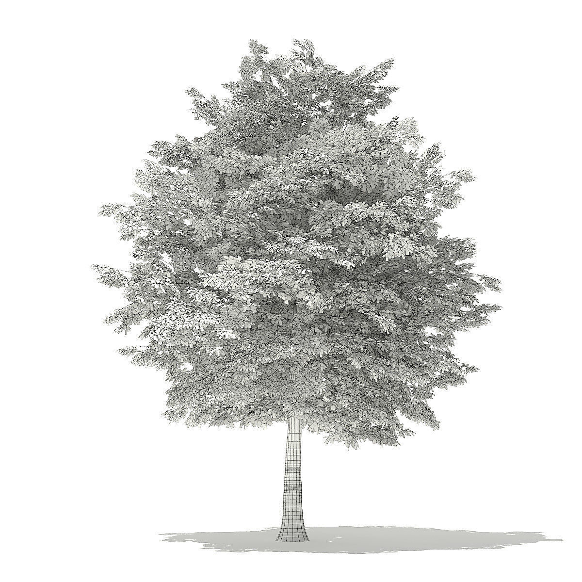 American Hornbeam 3D Model 8m 3D model_5