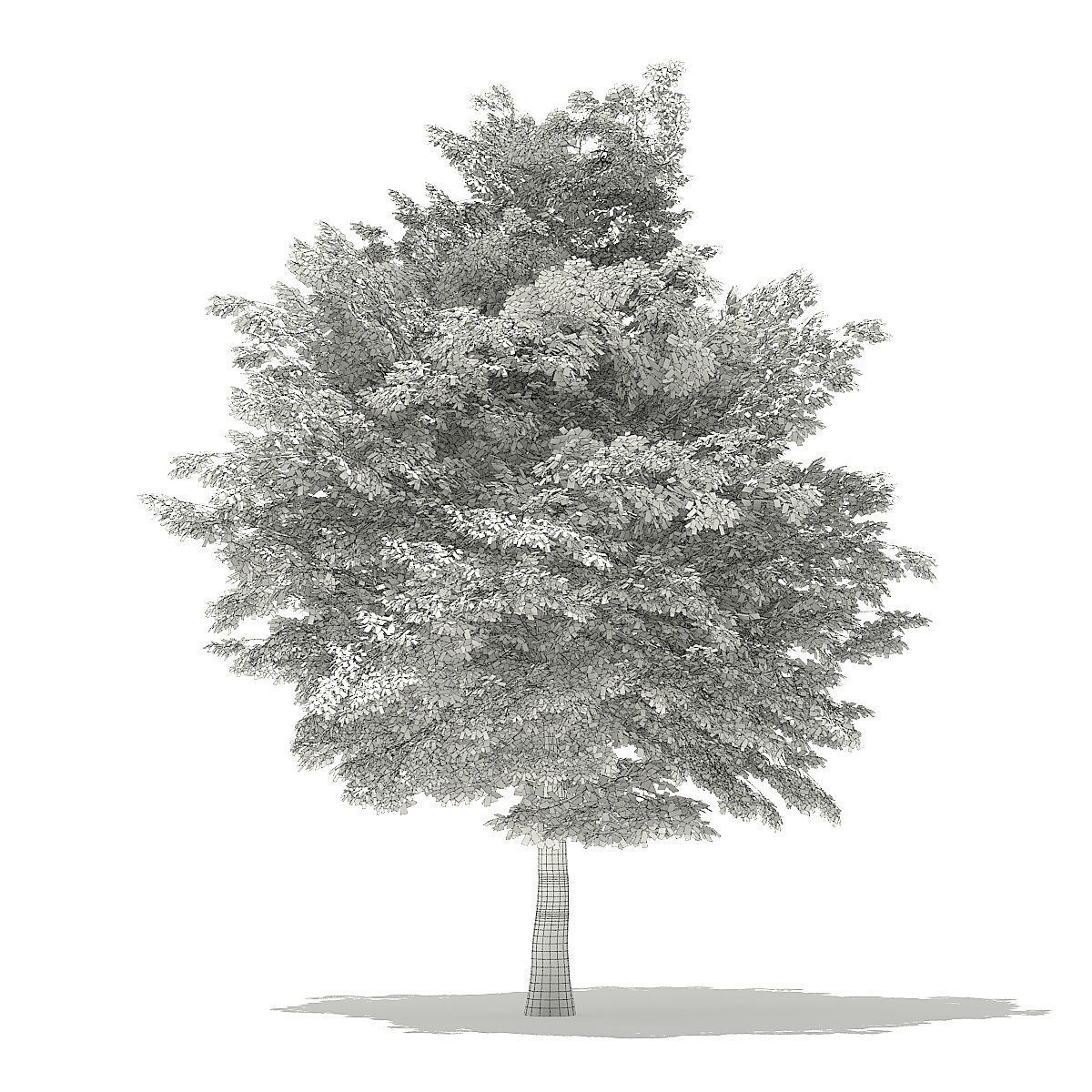 American Hornbeam 3D Model 8m 3D model_7