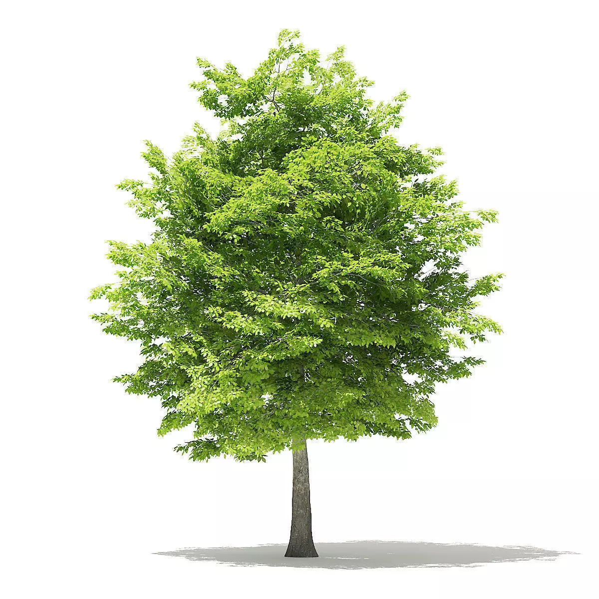 American Hornbeam 3D Model 8m 3D model_0